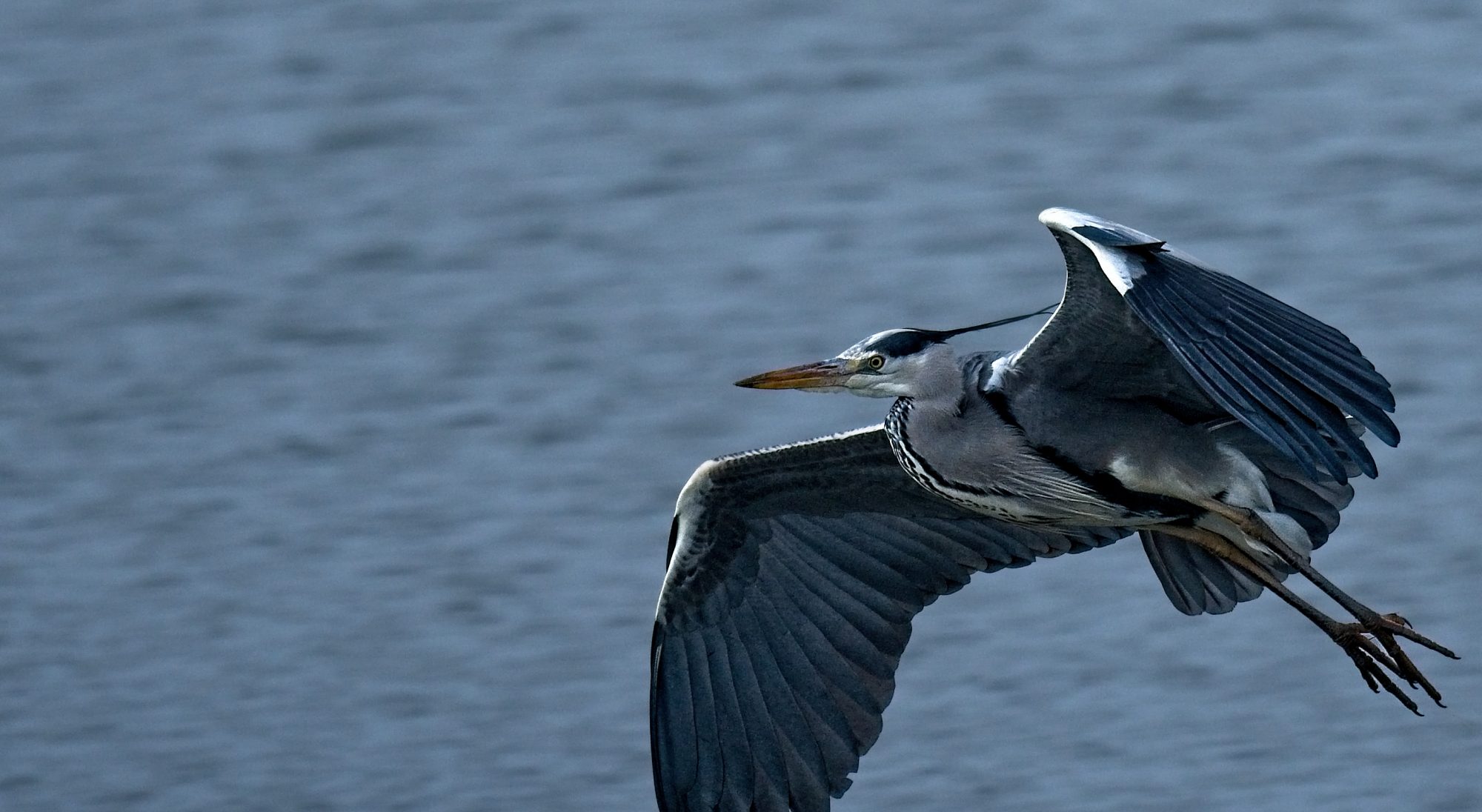 Heron Associates